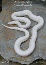 Amel Eastern King.jpg