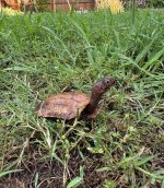 IMG_4738.jpeg