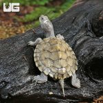 ug_Baby_False_Map_Turtle_3.jpg