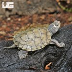 ug_Baby_False_Map_Turtle_2.jpg
