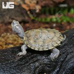 ug_Baby_False_Map_Turtle_1.jpg