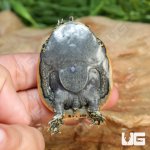 ug_Baby_Leopard_Softshell_Turtle_4.jpg