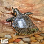 ug_Baby_Leopard_Softshell_Turtle_1.jpg