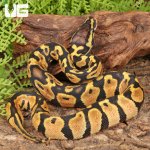 ug_Baby_Pastel_Lace_Het_Pied_Ball_Python_1.jpg