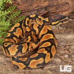 ug_Baby_Female_OD_Lace_Het_Pied_Ball_Python_3.jpg