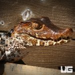 ug_adult_dwarf_caiman_4.jpg