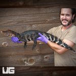 ug_adult_dwarf_caiman_2.jpg