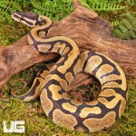ug_Bongo_DH_Hypo_Tri_Stripe_Ball_Python_#26_2.jpg