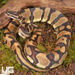 ug_Yearling Static Ball Python_#13_4.jpg