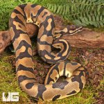 ug_Yearling Static Ball Python_#13_3.jpg