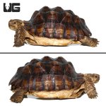 ug_large_sulcata_4.jpg