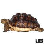 ug_large_sulcata_4-2.jpg