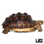 ug_large_sulcata_4-1.jpg