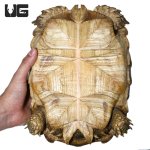 ug_large_sulcata_3.jpg