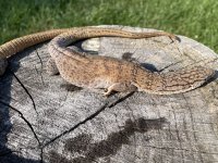 IMG_4956.jpeg