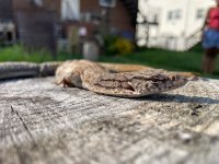 IMG_4954.jpeg
