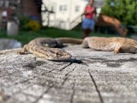 IMG_4955.jpeg