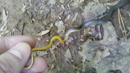 2011-05-15_15-02-17_695[1].jpg