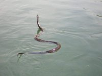 River Snake sm.JPG