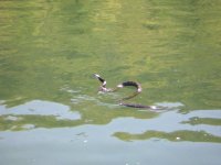 River snake2 sm.JPG