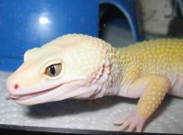 20071111leo3.jpg