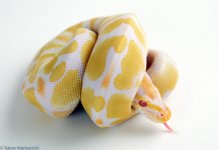 Albino Male 2 HA45.jpg