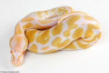 Albino Female 1 HA 45.jpg