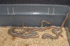 Borrego babies_resize.jpg