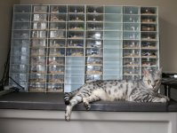 guardcat.jpg