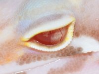 gem-eye.jpg