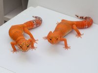 fw-pair.jpg