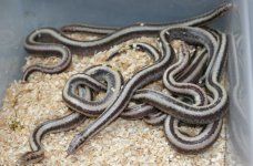 hetHarq2012Litter1.jpg