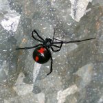 blackwidowunderside1.JPG
