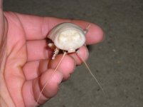 Roach 1.jpg