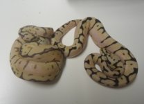 bee&mojavebeem.jpg