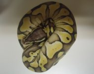 butterpastel130gm.jpg