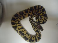 desertpastel164m.jpg