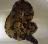 enchi100gm.jpg