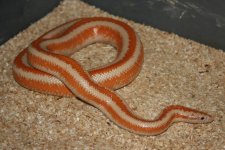 AlbinoHarq.jpg