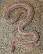 AlbinoHypoBorrego.jpg