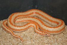 CoastalAlbino.jpg
