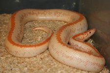 MonostripeAlbino.jpg