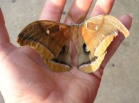 moth 1.jpg