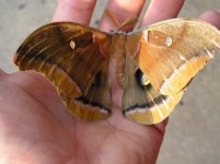 moth 2.jpg