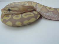 AA2014 BabiesAA 170 (425x319).jpg