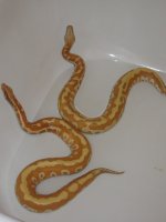 PICS 010.jpg
