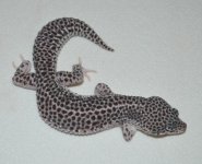 domchalk14m1-52.jpg