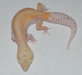 coco14f1-51.jpg