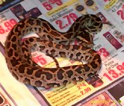 juv male Pbprogschai 654.jpg