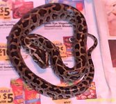 juv female Pbprogschai 789.jpg